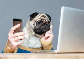 pug thinking at computer